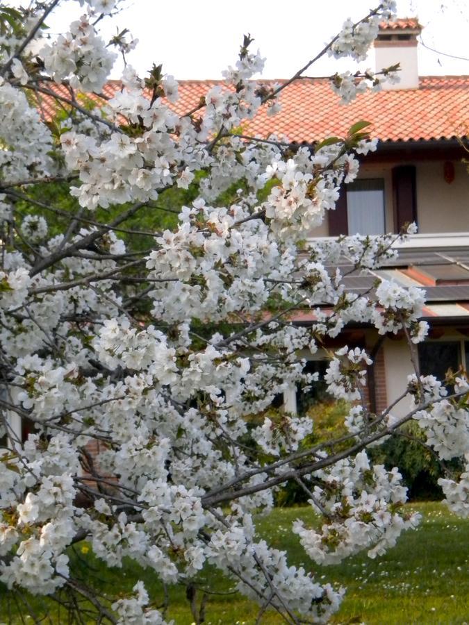 Agriturismo Il Magicorto Cassola Exterior photo
